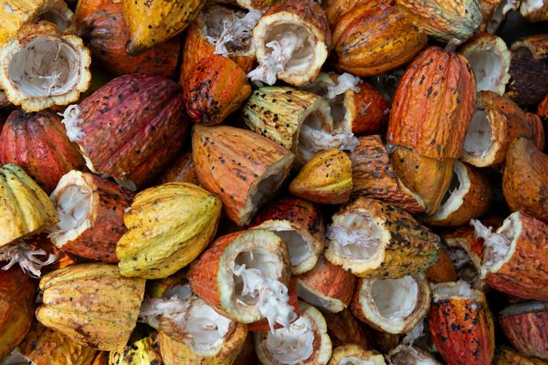 Comment organiser une visite des plantations de cacao en Côte d'Ivoire ?